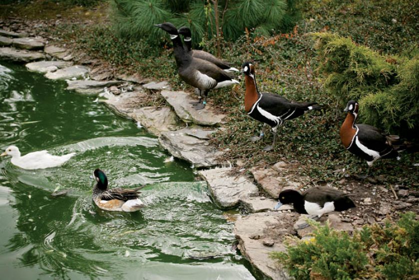 Po stawie pływają różne gatunki kaczek i gęsi (kaczki czernice, bernikle rdzawoszyje i obrożne).