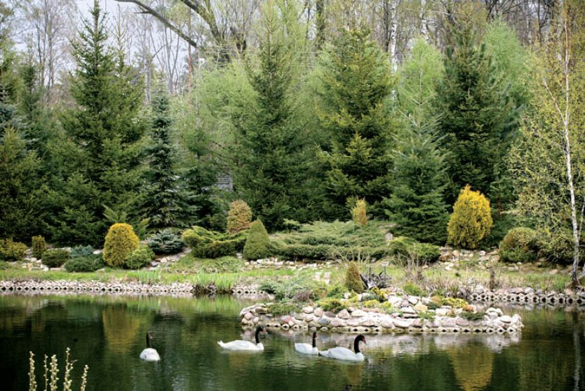 Po stawie pływają rzadkie łabędzie czarnoszyje.