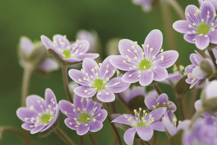 jak wyglądają przylaszczki