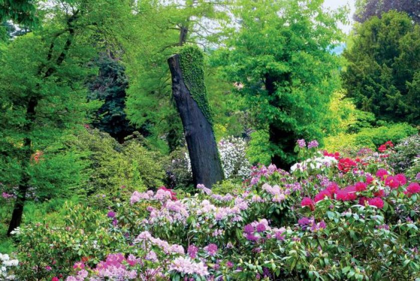 W różanecznikowym ogrodzie