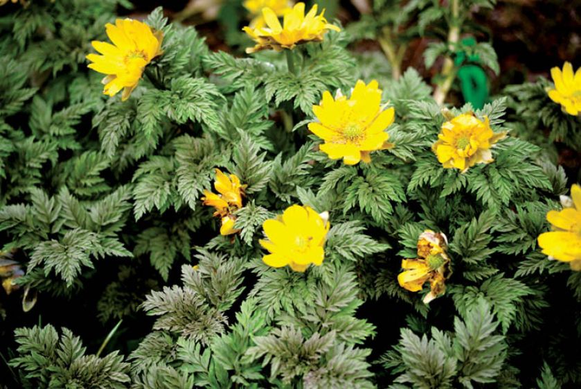 Żółte kwiaty pięciornika doskonale nadają się do obsadzenia krzewów.