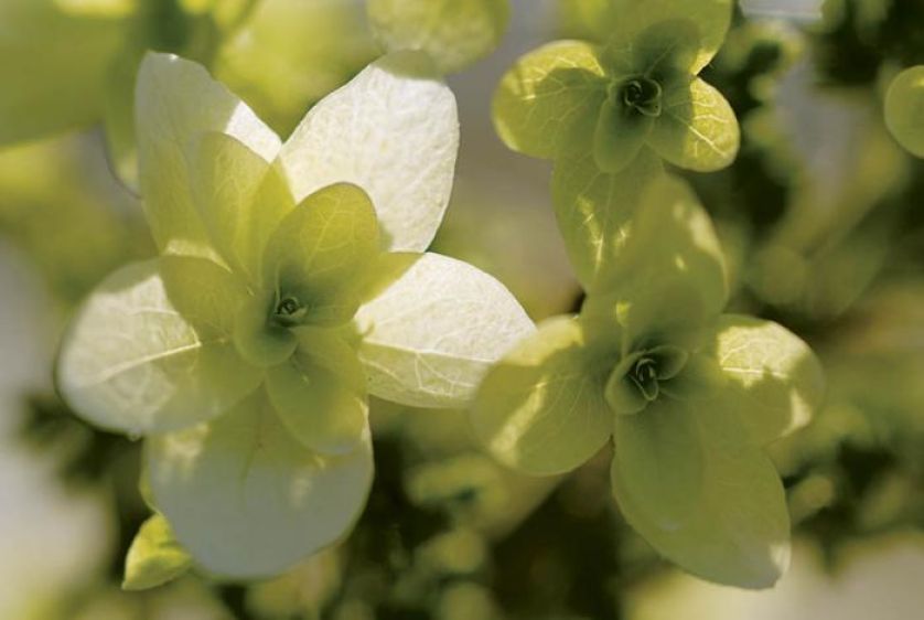 Hortensja dębolistna