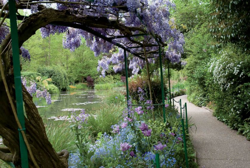 Bujna wisteria potrzebuje solidnej podpory