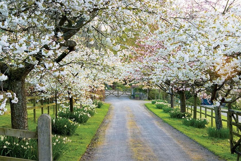 Gdy kwitną wiśnie. Żonkile, pierwiosnki i czosnek