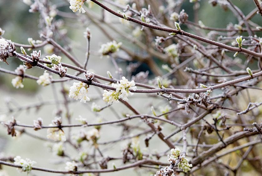 kalina wonna kiedy kwitnie