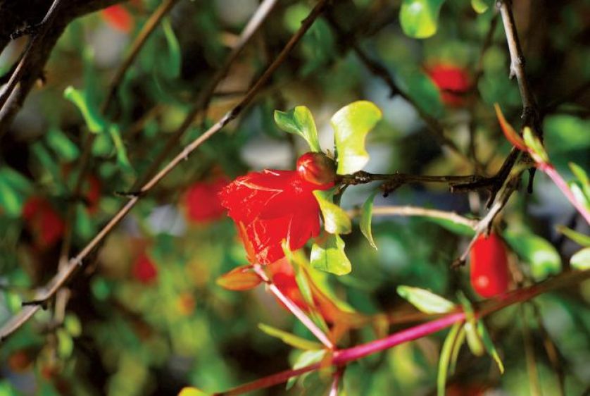 Kwiat granatowca. Królewski granatowiec