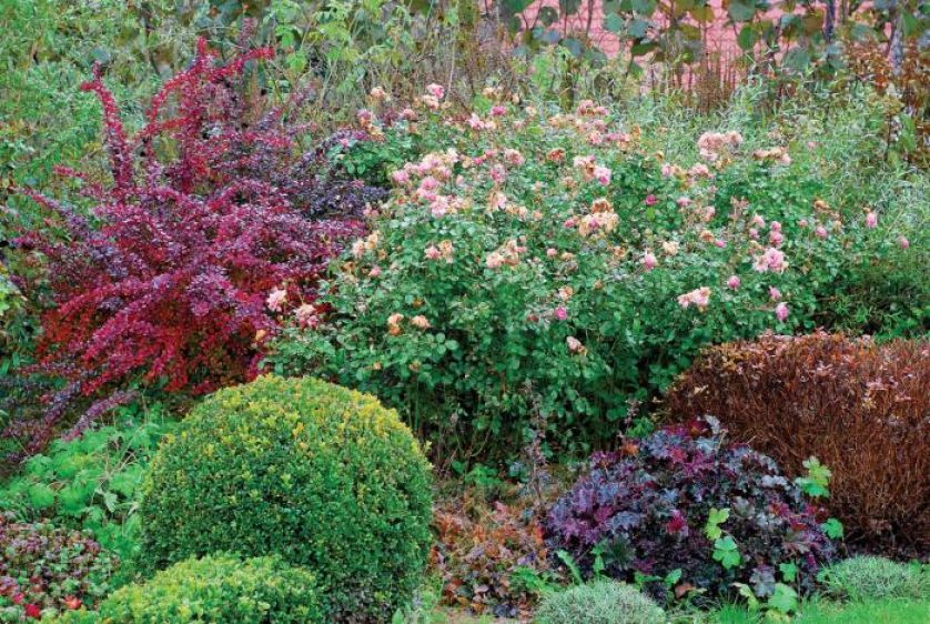 Na różowo- czerwonej rabacie otoczonej bukszpanem rządzi róża Bonica . U jej stóp rośnie żurawka Purple