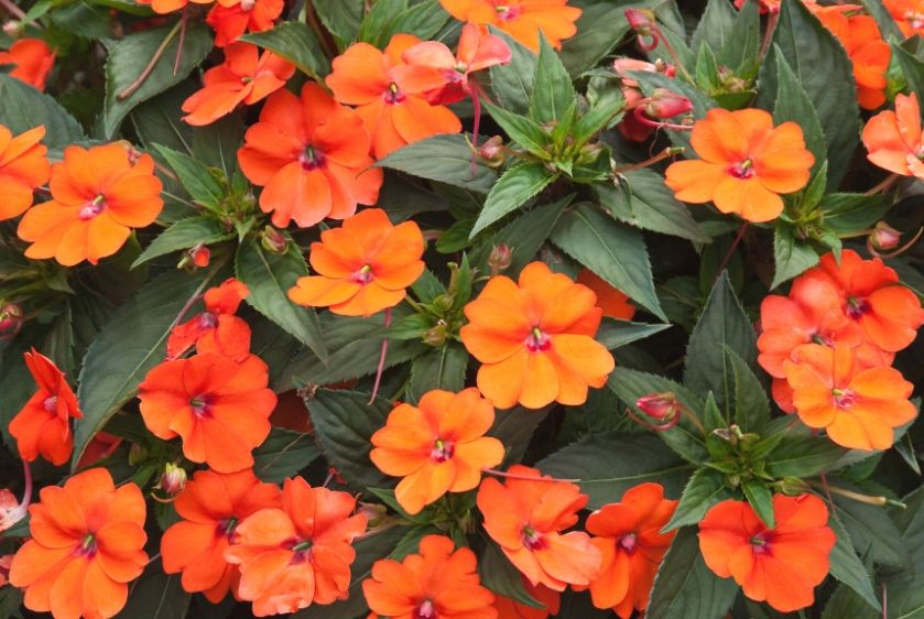 Niecierpek – uprawa, pielęgnacja, wymagania