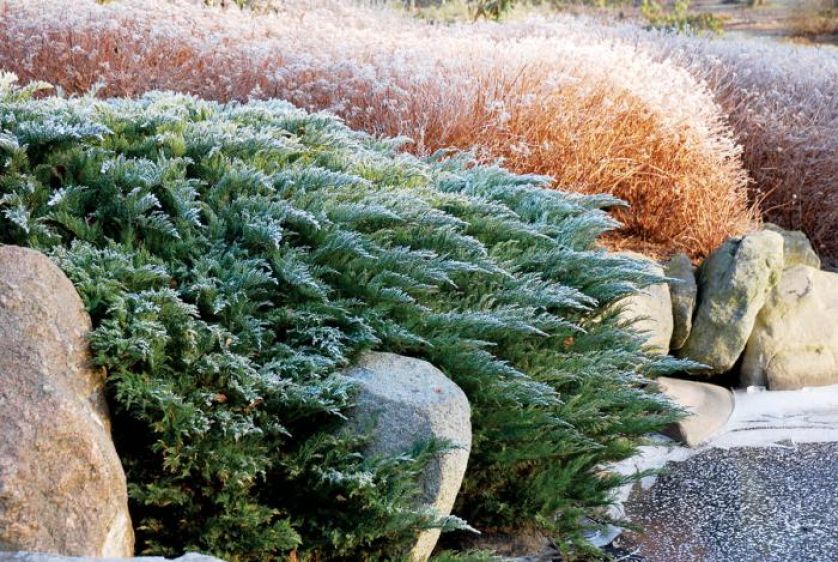 Ogród japoński pod śniegiem. Ogród japoński pod śniegiem
