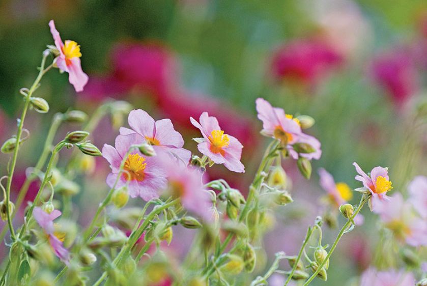 Roślina, która zakwitnie nawet na kamieniu. Świetnie nadaje się do przydomowych skalniaków.