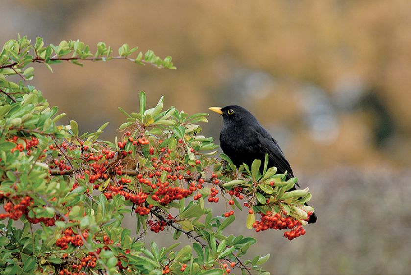 W konkursie na najpiękniejszy żywopłot, ognik szkarłatny w cuglach wygrywa z ligustrem, tują i grabem. Jak go uprawiać?