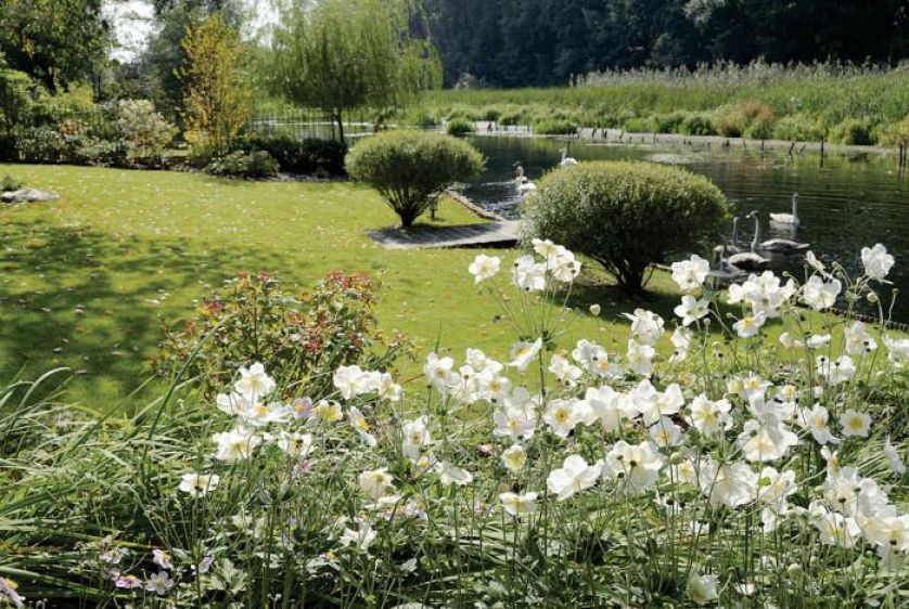 Zawilec kwitnie w ogrodzie. Ogród nad Wilanówką