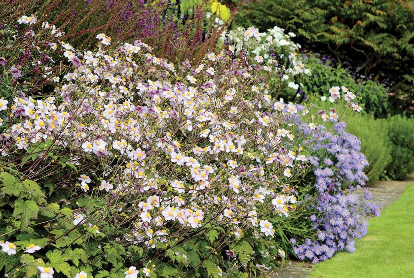 Anemone Anemon, zawilec - kwiat, który kwitnie najdłużej