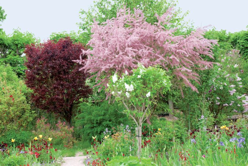 Ogród zachwyca bogactwem kolorów. Kwitnący jasnoróżowo tamaryszek kontrastuje z purpurowym berberysem.