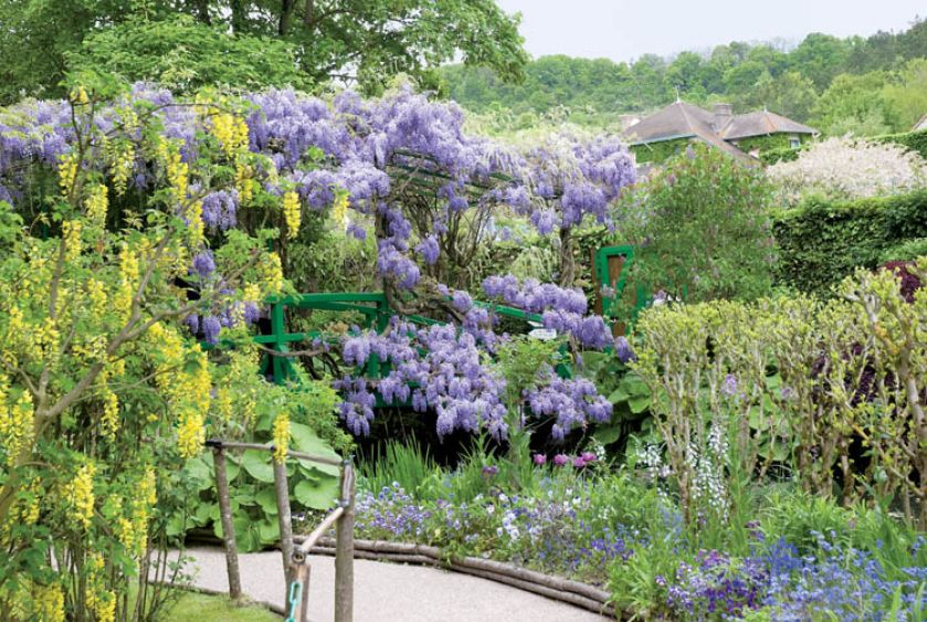 Wisteria i złotokap. Ogród Moneta w Giverny