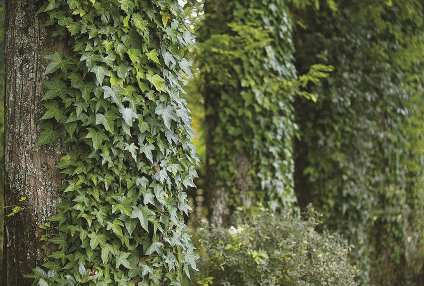 Eden, raj - co rosło w biblijnym ogrodzie?