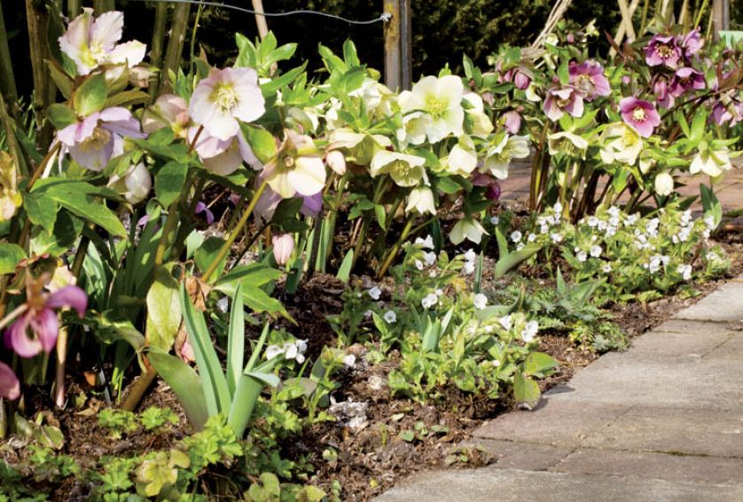 Ciemiernik wschodni potrafi się obsypać kawiatami jeszcze zimą.
