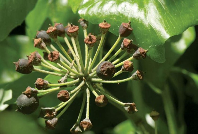 Bluszcz akrobata. Bluszcz akrobata