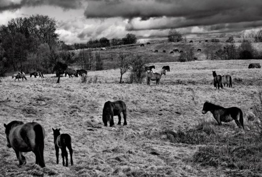 Fotografia Tomasza Tomaszewskiego. Sztuka patrzenia