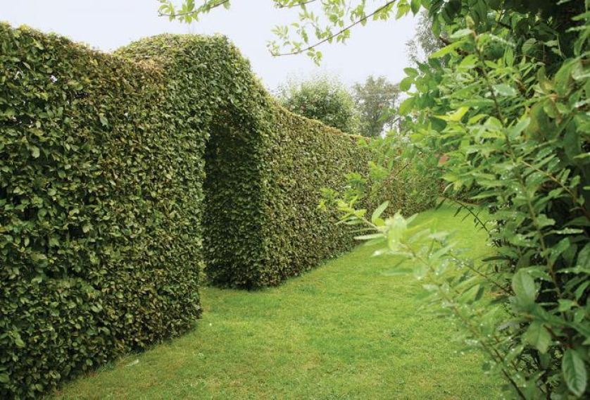 Potężne żywopłoty-ściany dzielące poszczególne części ogrodu powstały z grabów.