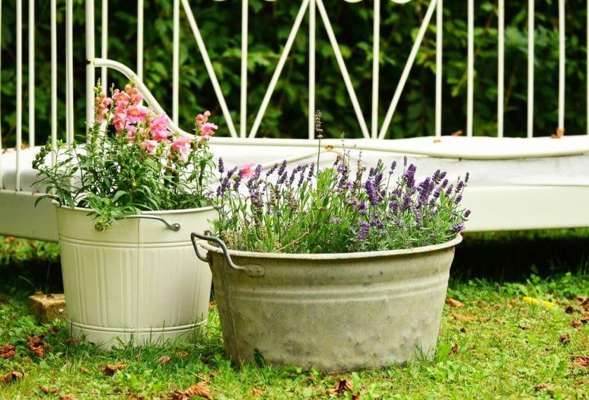 Lawenda w ogrodzie inspiracje