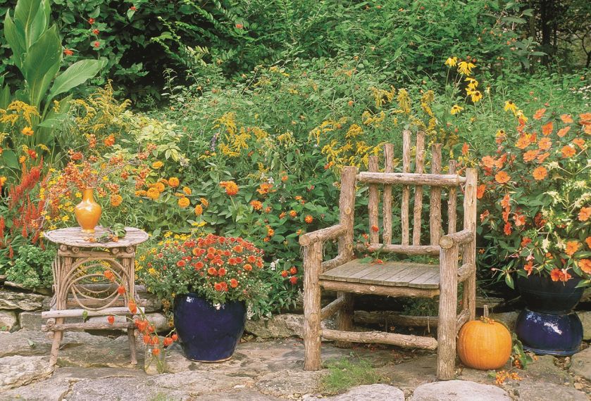 AKSAMITKI pomarańczowe rośliny ogrodowe