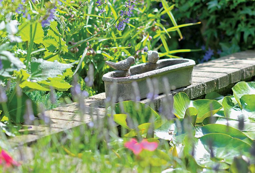 Ptaki przy oczku wodnym. Ogród w angielskim stylu