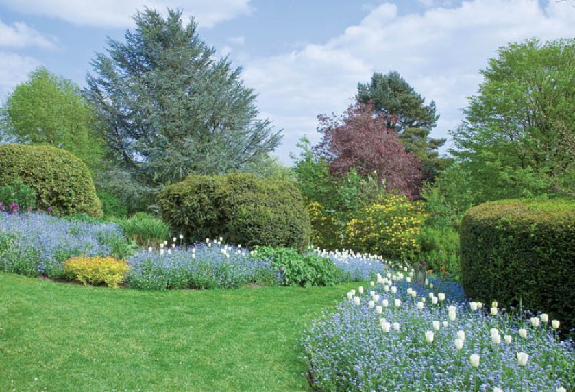 Pierwsze pszczoły wabi cudnym zapachem narcyz Jack Snipe i niewinnie wyglądający narcyz biały.