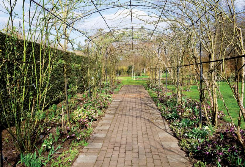 Latem pergola pokryje się pnącymi różami. Wiosną pod pergolą kwitną ciemierniki.