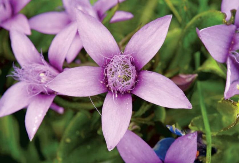 Goryczuszka Wettsteina. Goryczka – oko Tatr