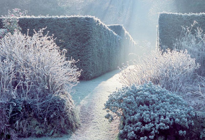 Gdy na listkach i gałązkach osadza się szron, ogród wygląda wprost baśniowo.