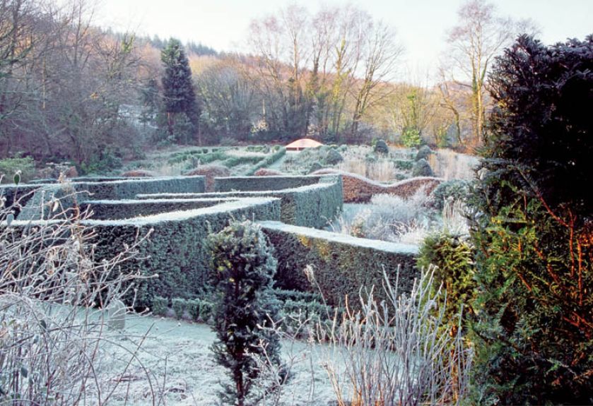 Labirynt żywopłotów. Zimowe ligustry i bukszpany