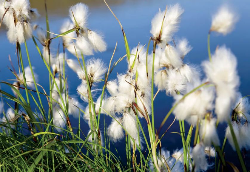 Len do ogródka. Kwiaty, rośliny, len, siemię lniane, len właściwości, len uprawa, len w ogródku