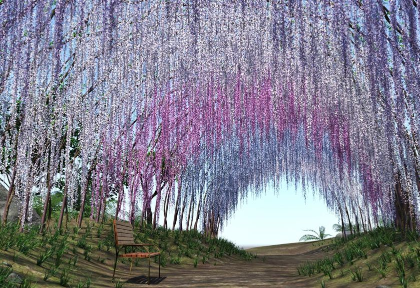 Wisteria, glicynia to przepięknie kwitnące pnącze. Potrafi być bardzo ekspansywne. Jak je uprawiać?