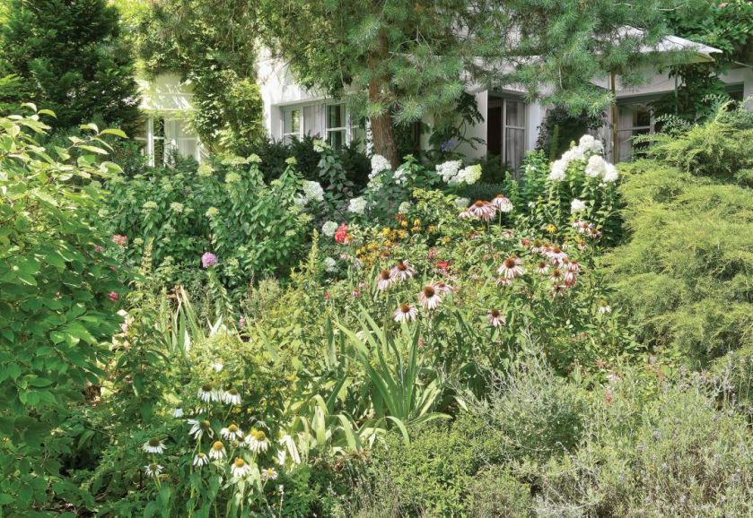 La jest tutaj dzikim lasem, pełnym dzikich traw, chwastów i ziół.