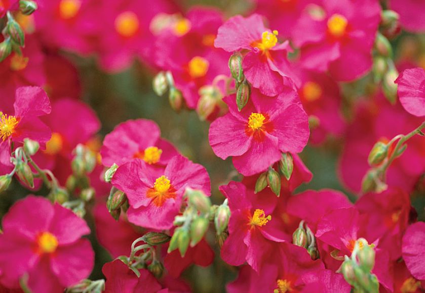 Roślina, która zakwitnie nawet na kamieniu. Świetnie nadaje się do przydomowych skalniaków.