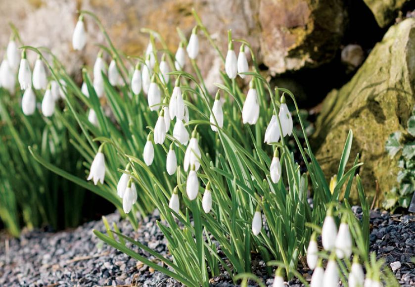 jak wyglądają śnieżyczki