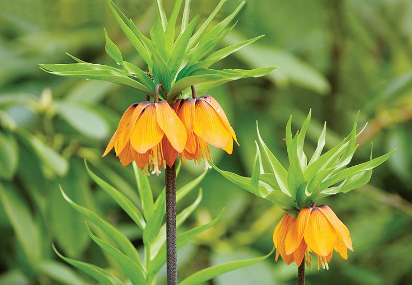 Szachownica - roślina do ogrodu