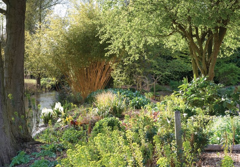 dziki ogród aranżacje