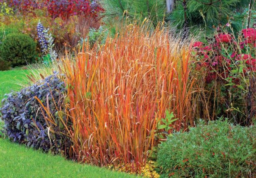 Imperata cylindryczna- zielona latem,przebarwia się jesienią. To najbardziej wyprostowana ze wszystkich traw.