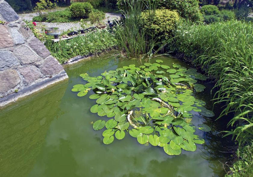 Nad oczkiem wodnym dobrze czją się krzew Mojżesza, irysy i pałki wodne.