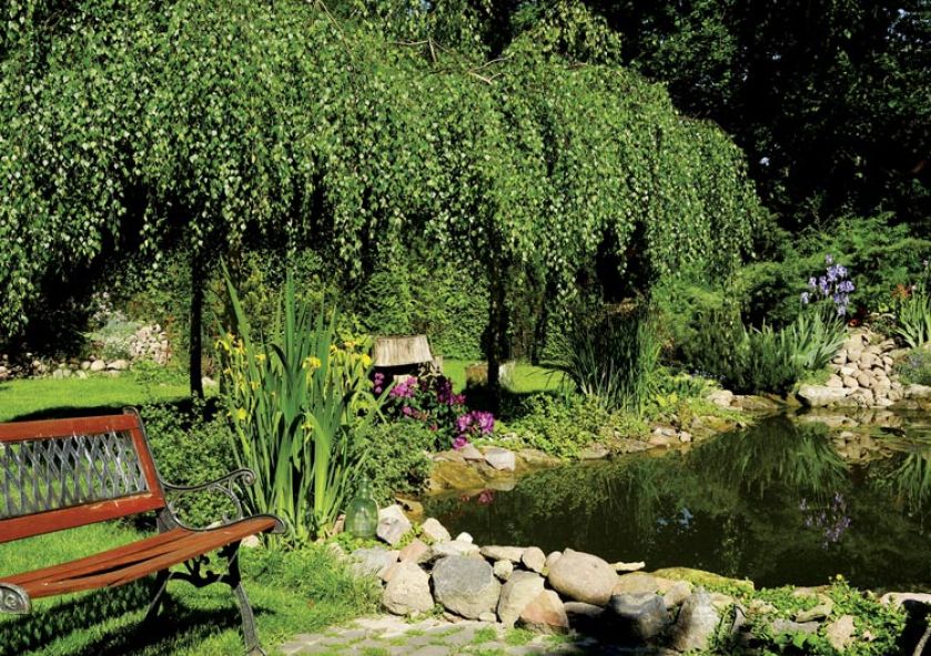 Właściciele czyszczą staw raz na kilka lat, dzięki czemu przypomina dziki. Ściągnęły tu nawet żaby z okolicy i latem