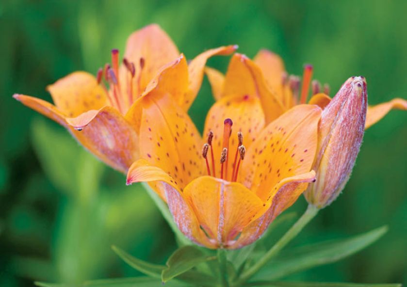 Lilia azjatycka. Ogród malowany jesienią