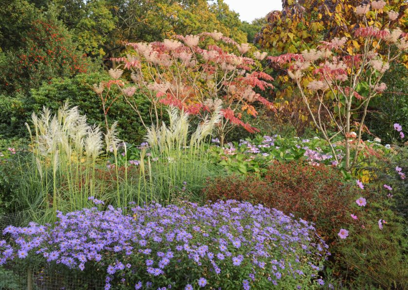 Trawy dekoracyjne tworzą naturalny efekt w ogrodzie