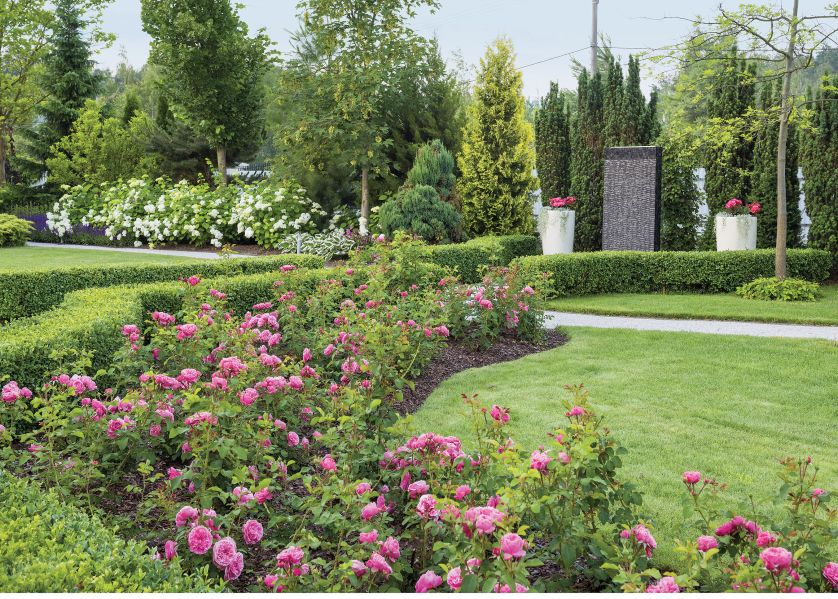 Róża Leonardo da Vinci to idealne odmiana na rabaty w stylu retro.