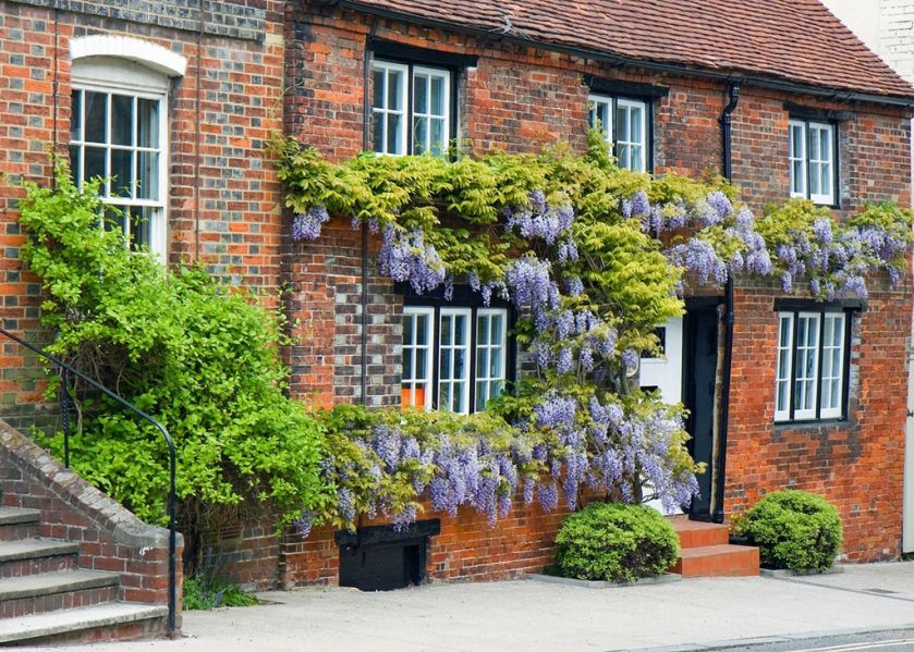 Wisteria, glicynia to przepięknie kwitnące pnącze. Potrafi być bardzo ekspansywne. Jak je uprawiać?