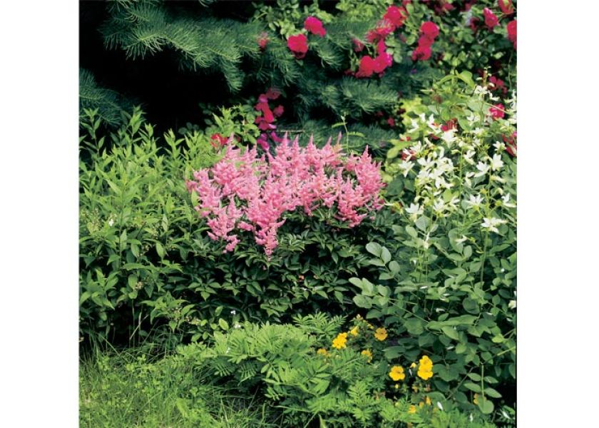 Kwiatowa rabatka. Wokół starej drewnianej werandy