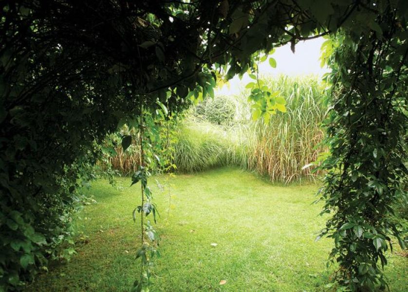 Ogród zachwyca bujnością roślin. Ogród pełen traw i żywopłotów