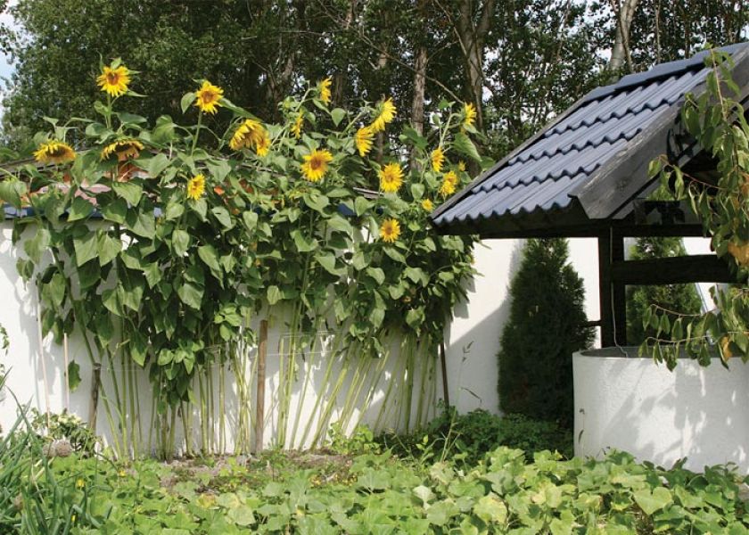 Trudno o bardziej sielski widok niż złote słoneczniki przy starej studni.