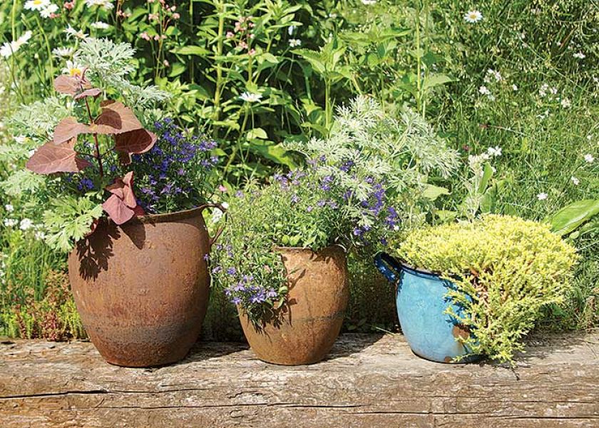 W glinianych donicach kwitną kolorowe kwiaty.